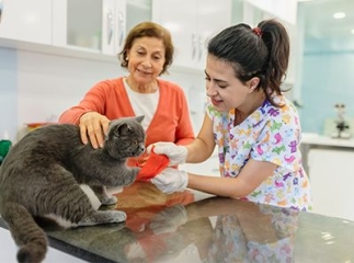 Fracture chez le chat